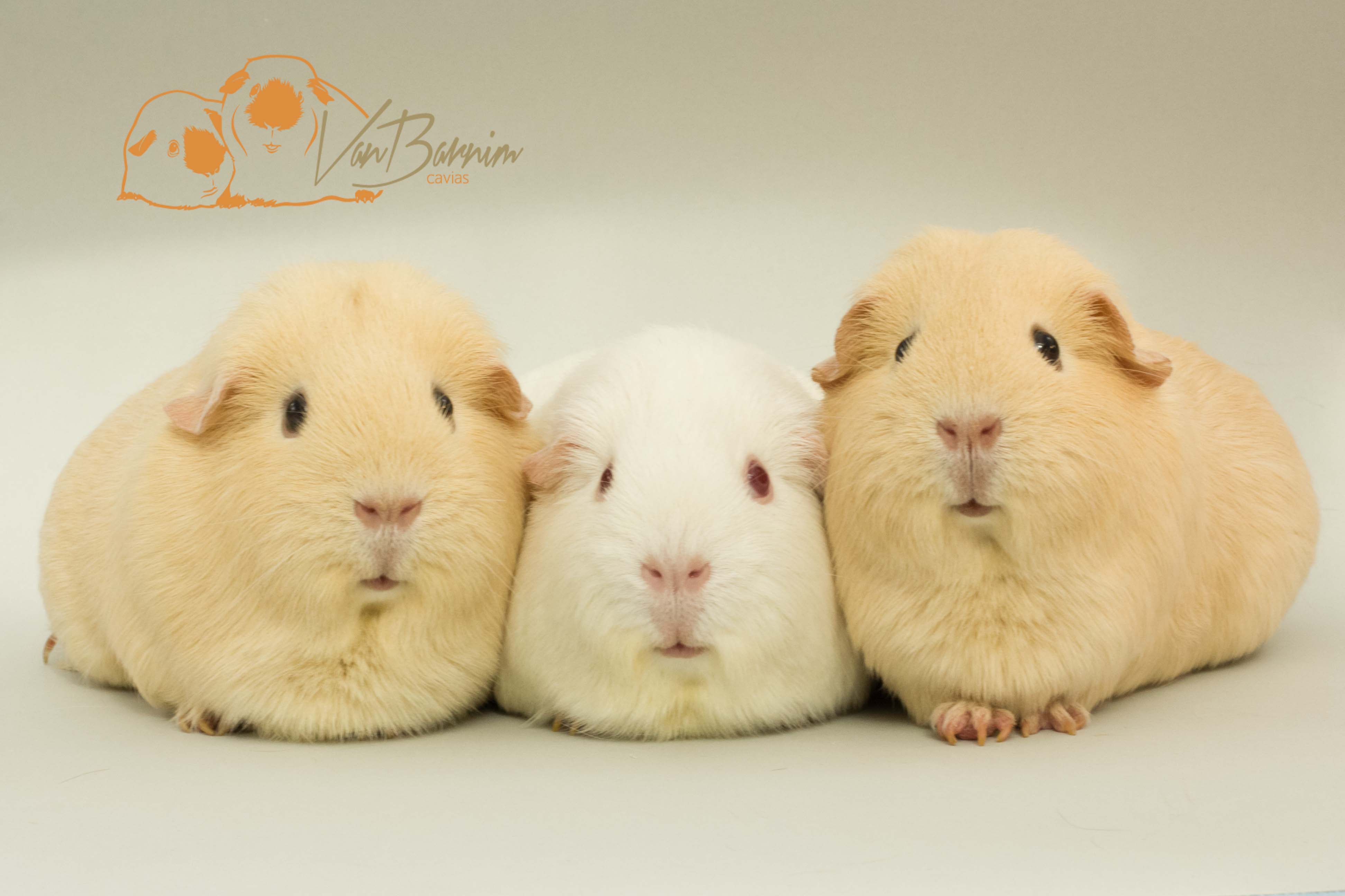 Creme und Weiss Glatthaar