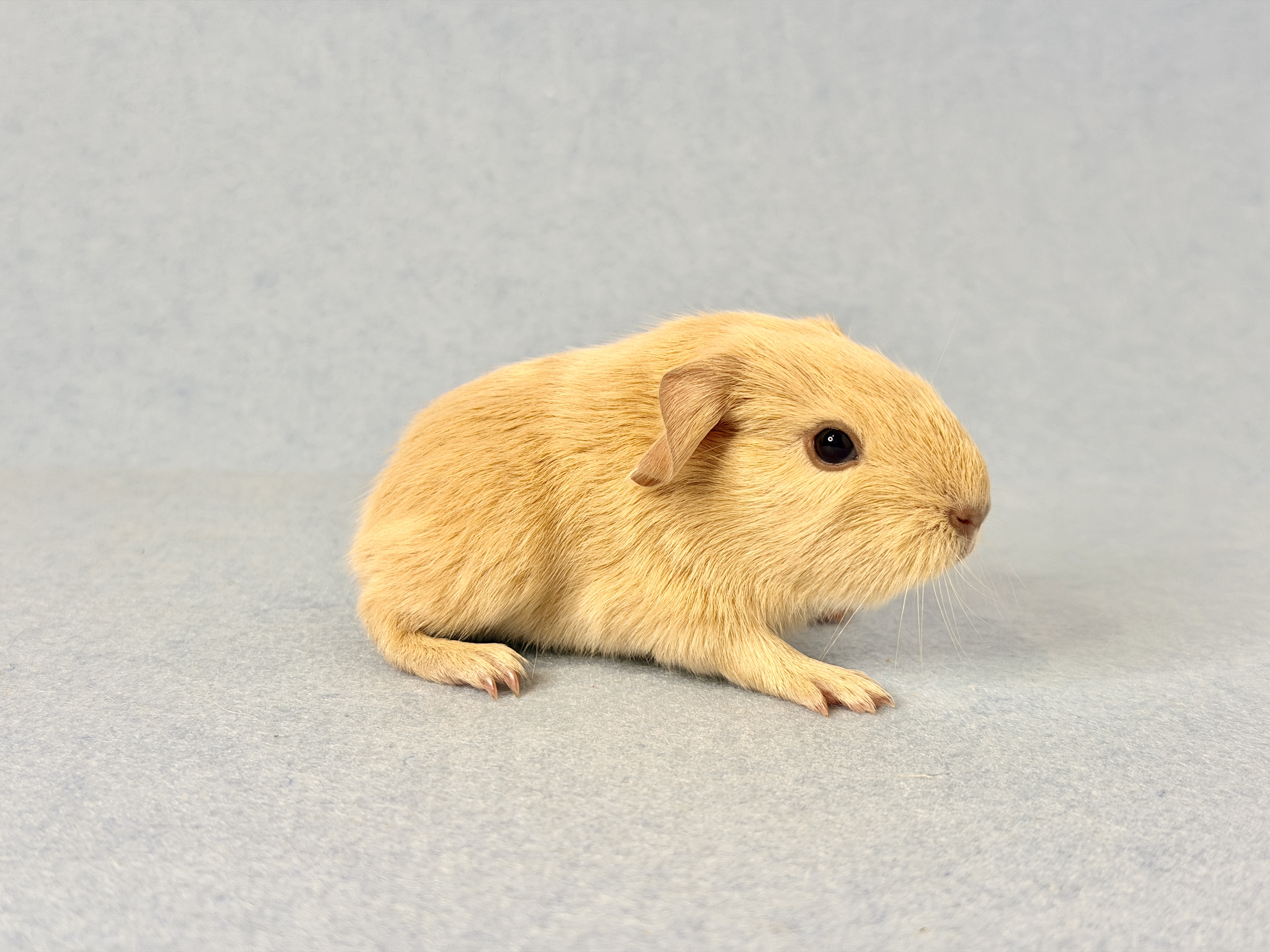 Aktuelle Bilder unseres Wurfes vom 22.12.2025