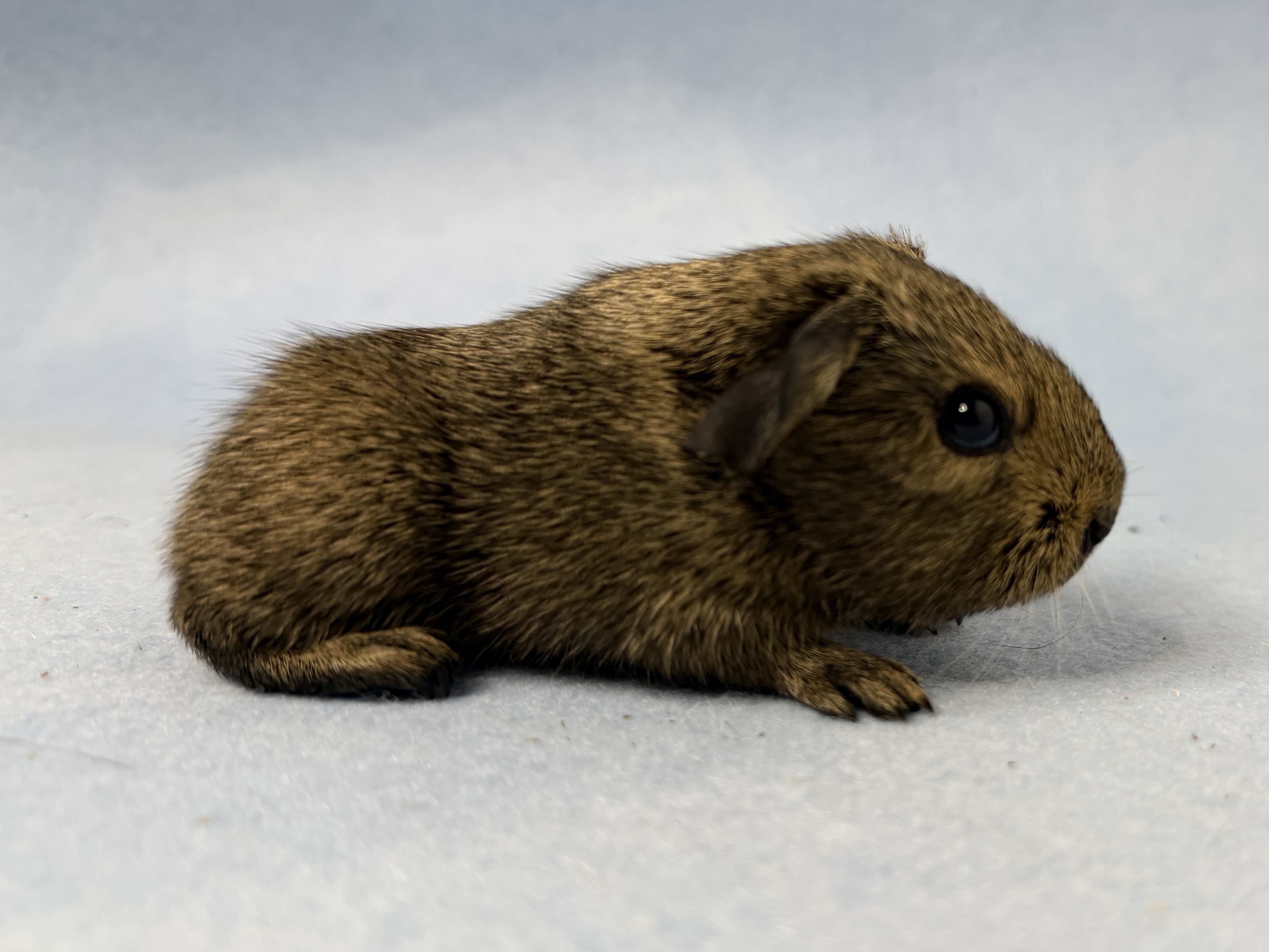 22.01.2026 - Klopper ist geboren