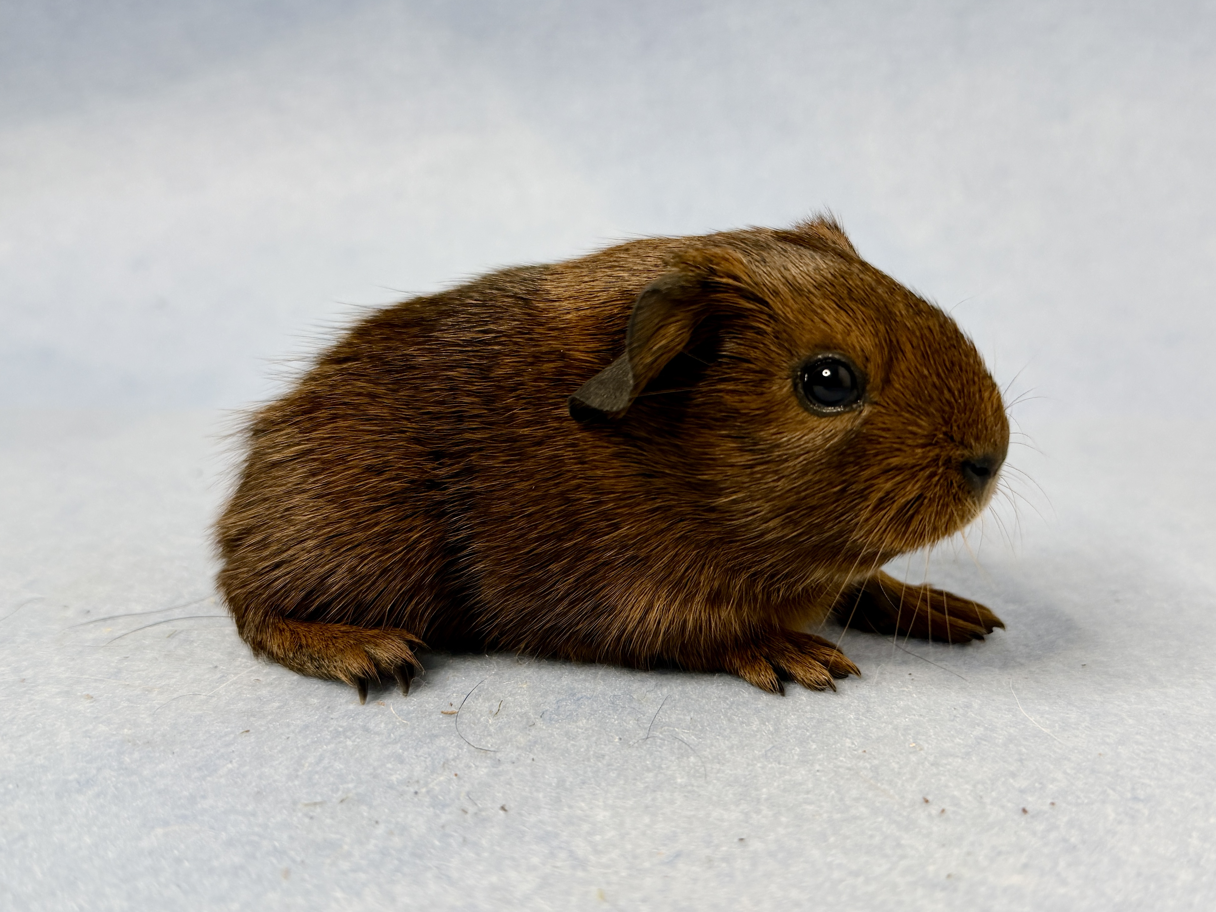 22.01.2026 - Klopper ist geboren