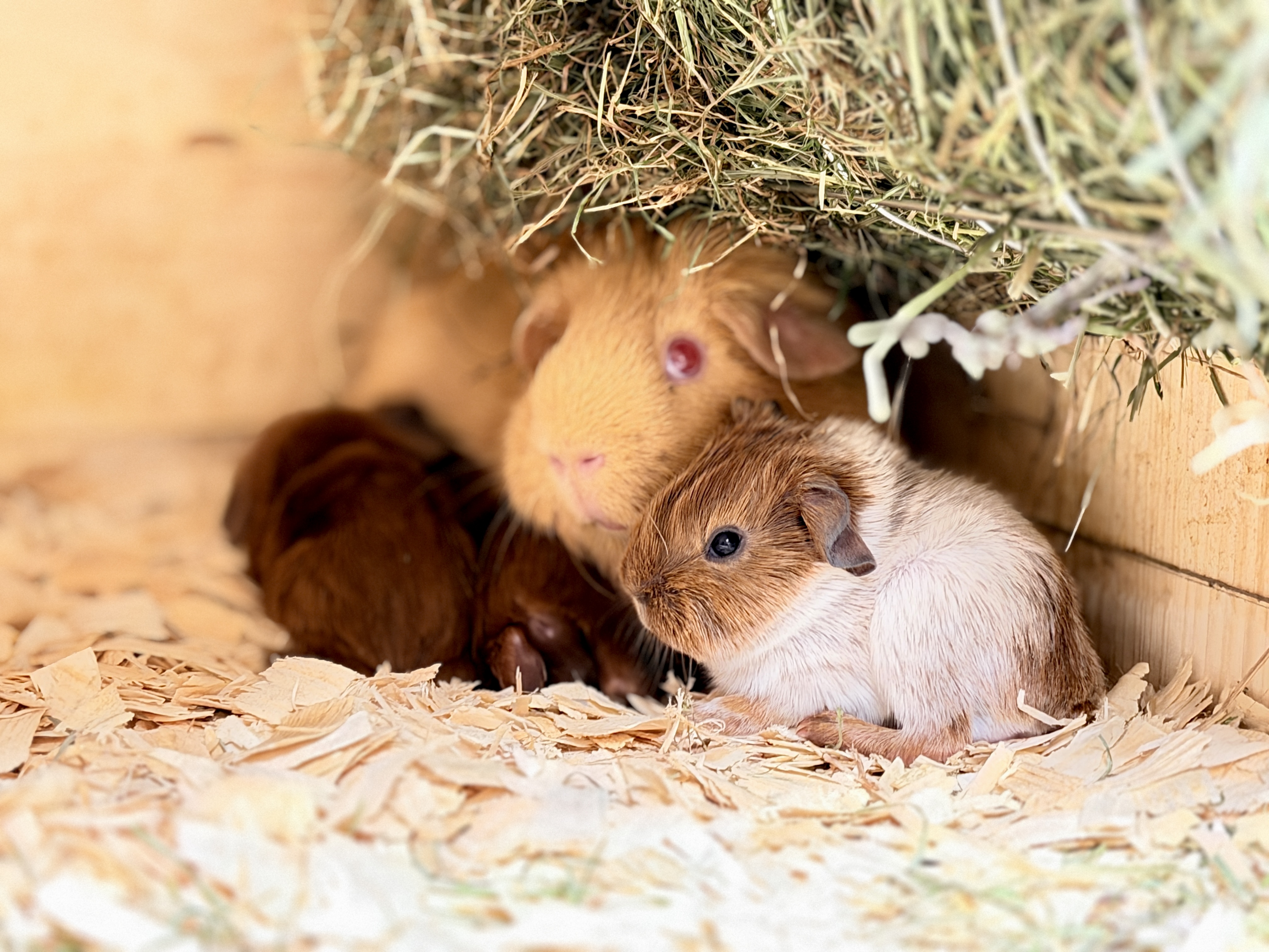 04.03.2026 - Heu Empfehlung, die „Van Barnims“ Schwören darauf
