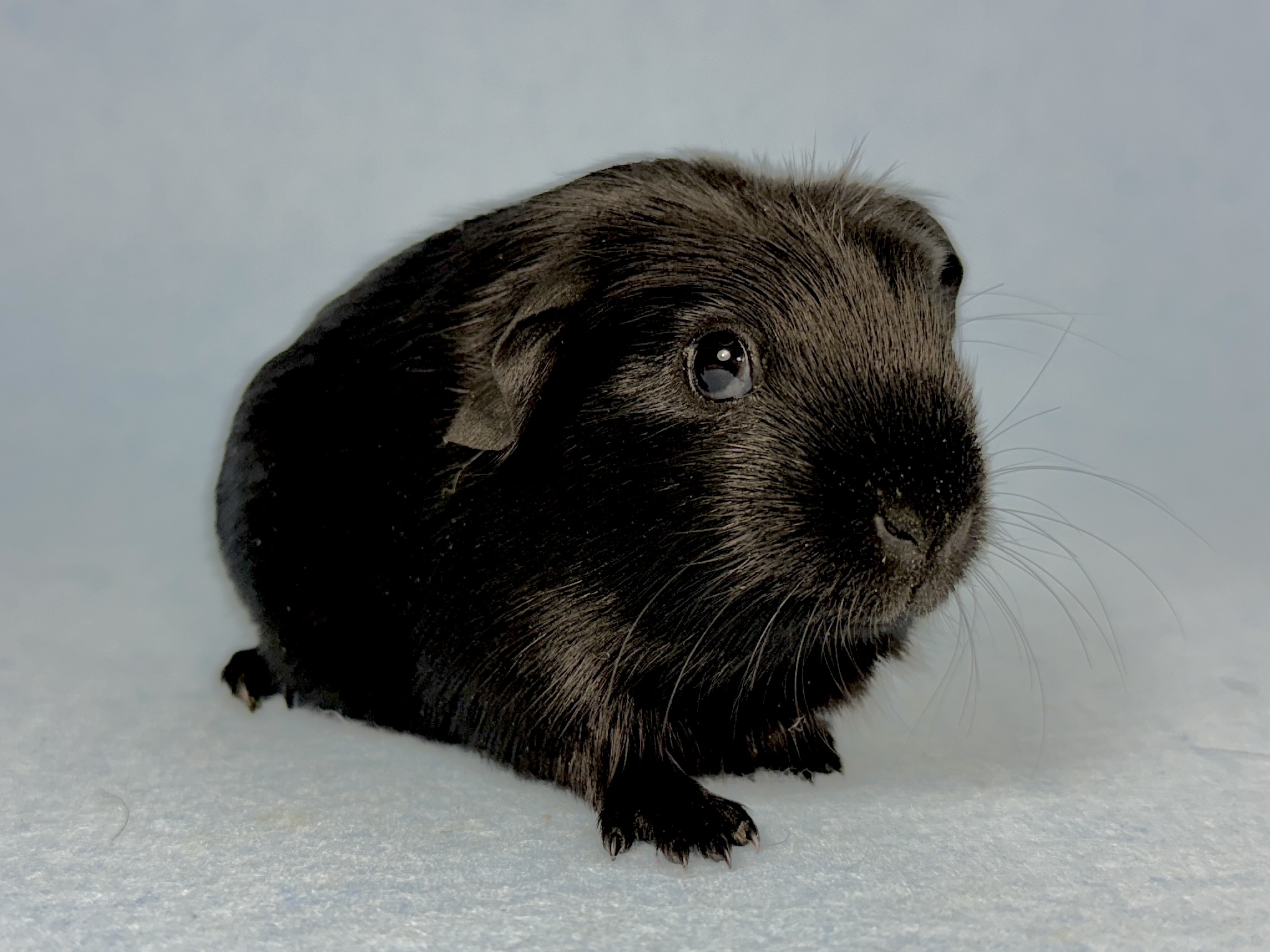 Bodo, männlich kastriert