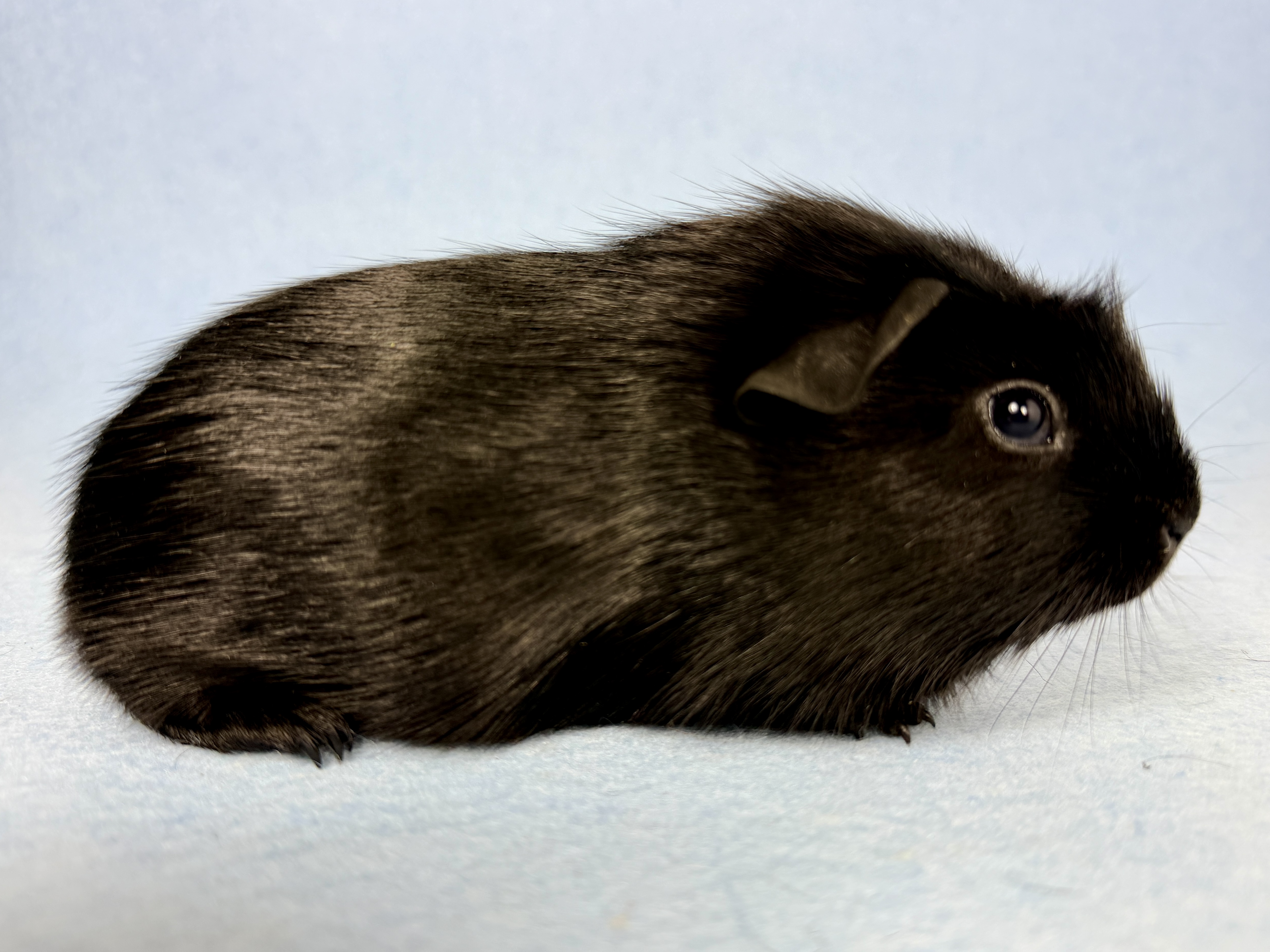 Theo, männlich kastriert