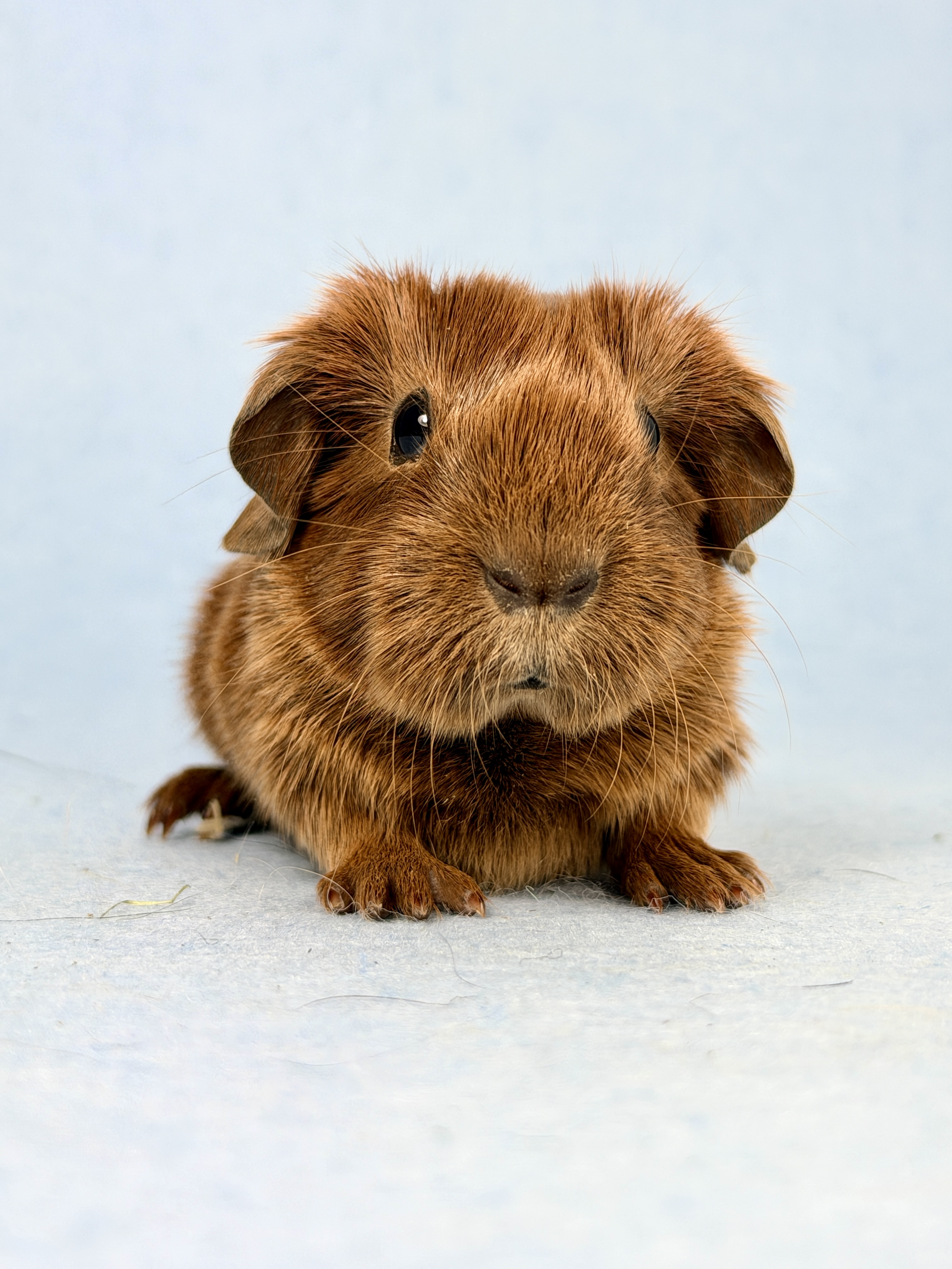 Garfield, männlich kastriert (früh)