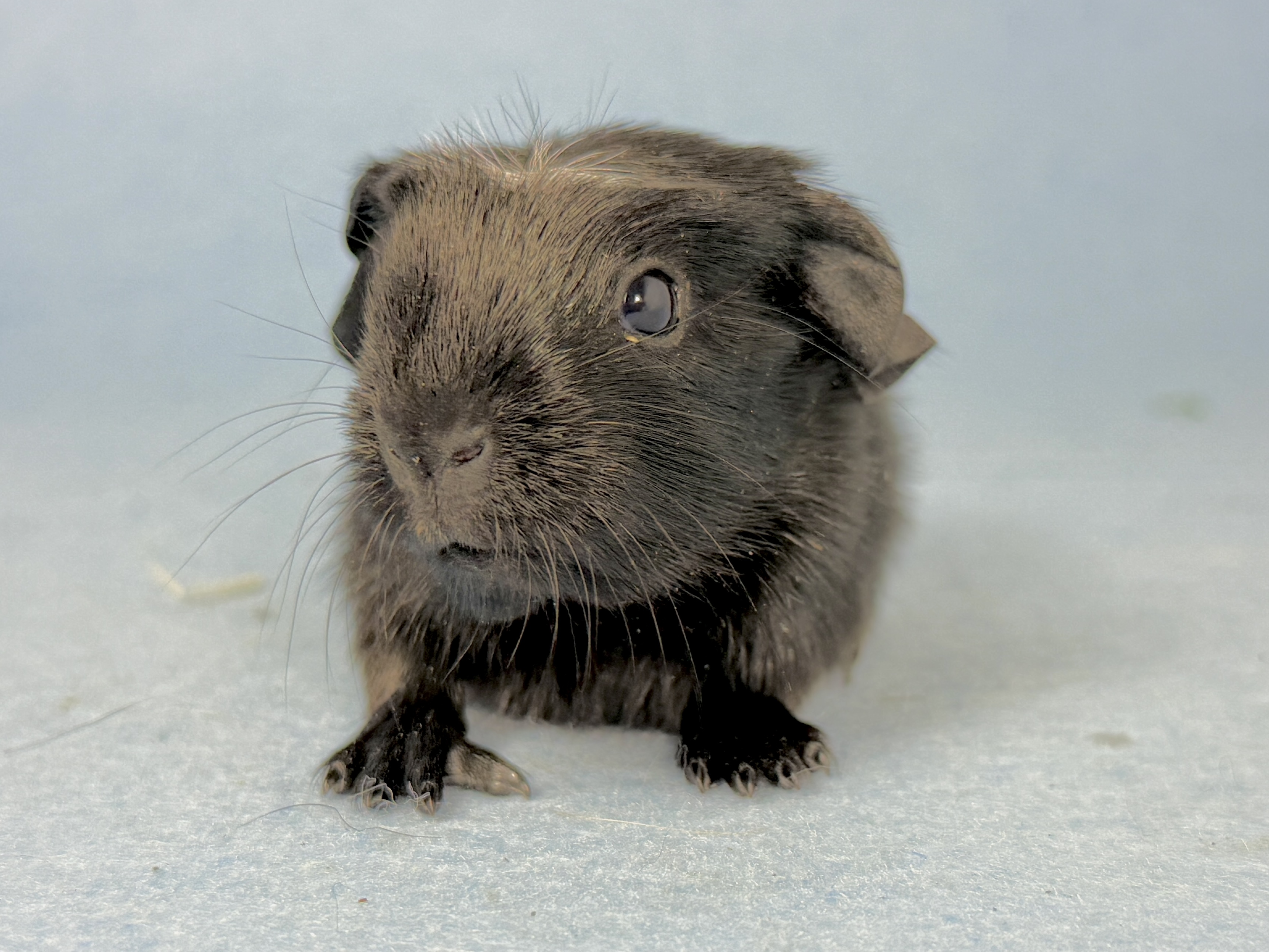 Odin, männlich kastriert (früh)