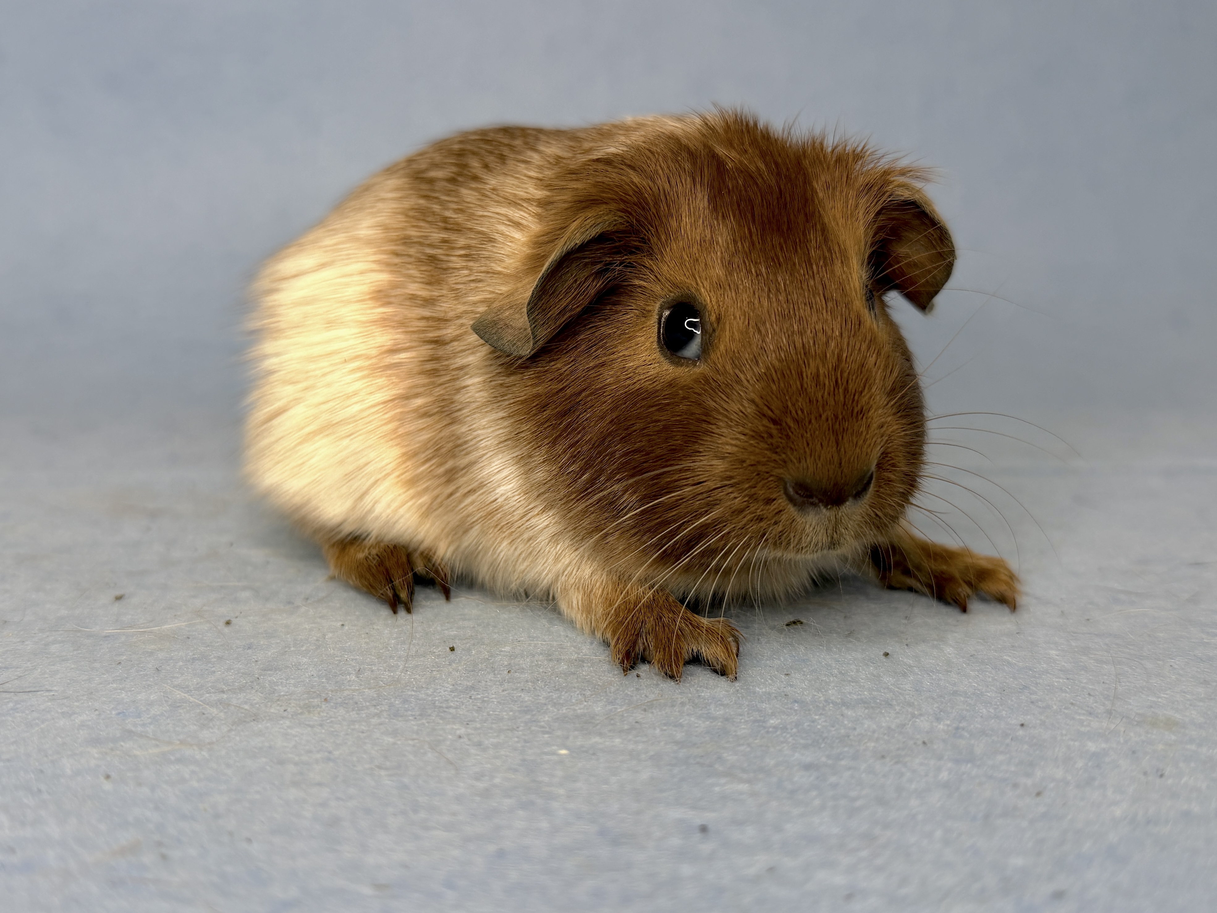 Pit, männlich kastriert (früh)