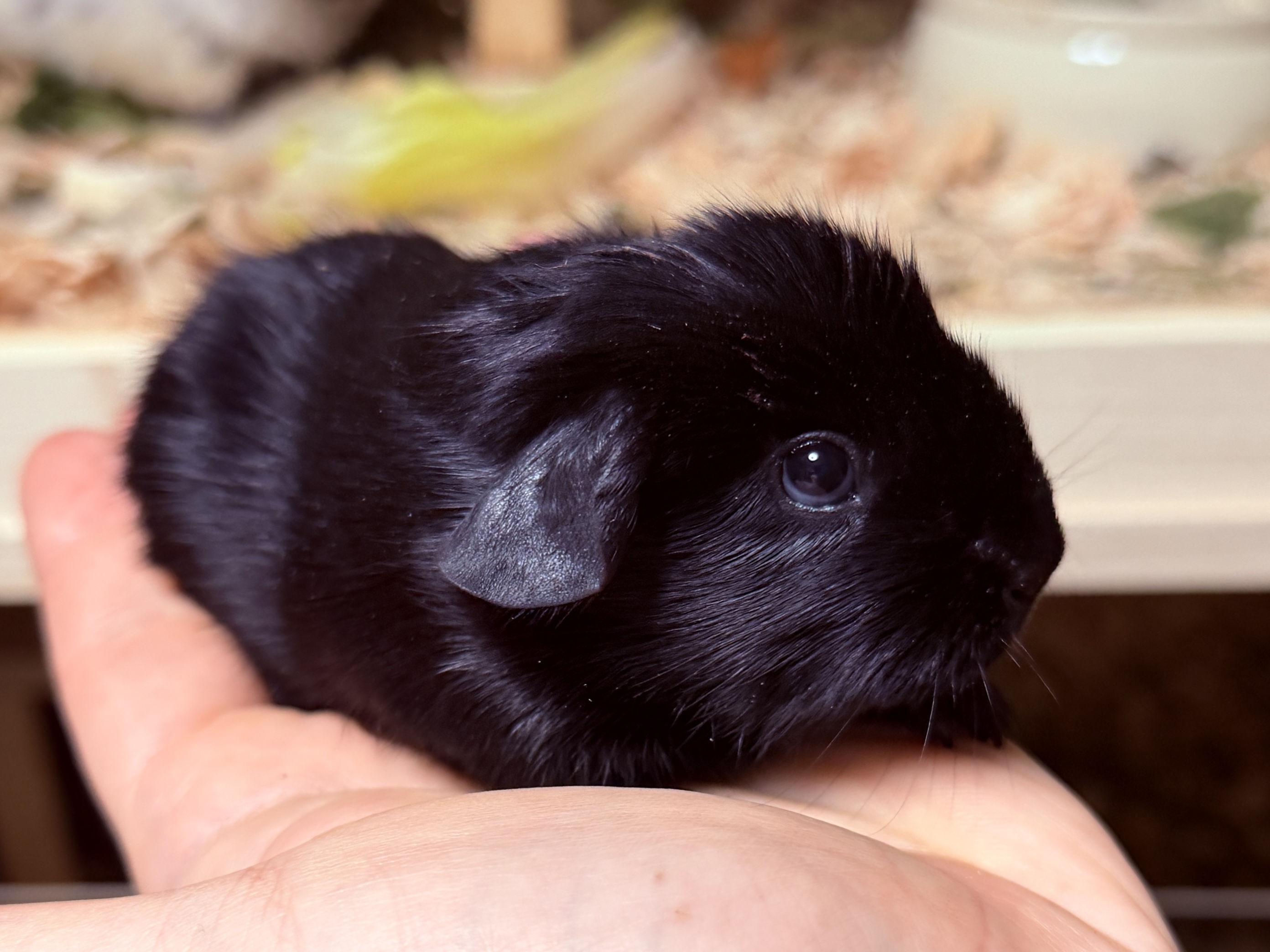 Blacky, männlich