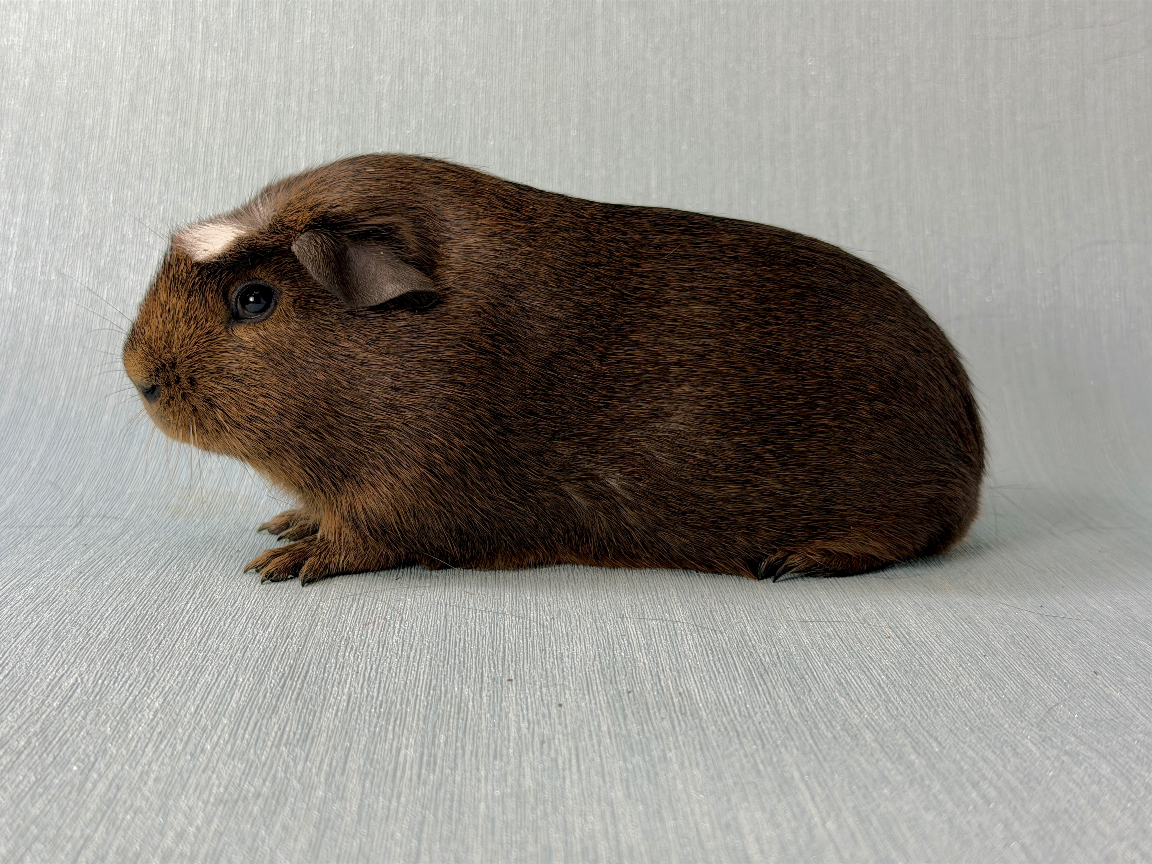 Klopper