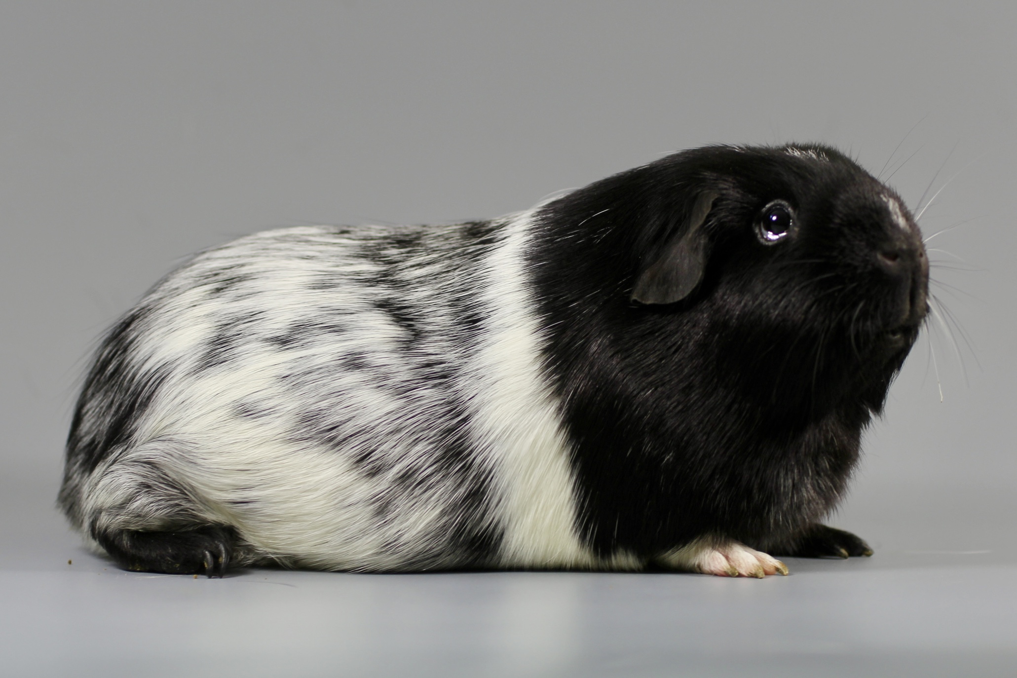 Perdita